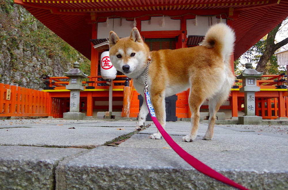富安健洋教科书式防守闪耀友谊赛，摩洛哥对阵奥地利背后的战术启示
